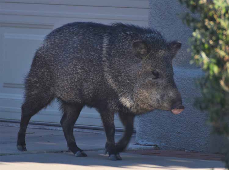 javelina